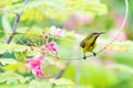 Yellow-bellied sunbird Royalty Free Stock Photo