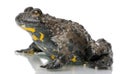 Yellow-Bellied Toad, Bombina variegata Royalty Free Stock Photo