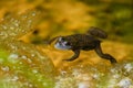 Yellow-bellied Toad - Bombina variegata Royalty Free Stock Photo