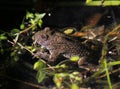 Yellow-bellied Toad - Bombina variegata Royalty Free Stock Photo