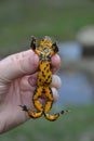 Yellow-Bellied Toad Bombina variegata Royalty Free Stock Photo