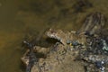 Yellow-bellied toad (Bombina variegata) Royalty Free Stock Photo