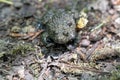 Yellow-bellied toad, Bombina variegata Royalty Free Stock Photo