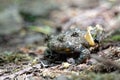 Yellow-bellied toad, Bombina variegata Royalty Free Stock Photo