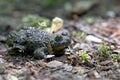 Yellow-bellied toad, Bombina variegata Royalty Free Stock Photo
