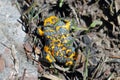 Yellow-Bellied Toad, Bombina variegata. Rare endangered species of amphibians