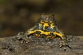 Yellow-bellied toad, Bombina variegata Royalty Free Stock Photo