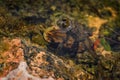 Yellow-bellied Toad - Bombina variegata Royalty Free Stock Photo