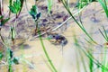 Yellow-bellied toad Bombina variegata Royalty Free Stock Photo