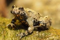 Yellow bellied toad Royalty Free Stock Photo