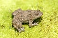 Yellow bellied toad (frog) on green moss Royalty Free Stock Photo