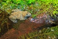 The Yellow-bellied toad Royalty Free Stock Photo