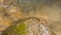 Yellow-bellied Toad on a rock in river Royalty Free Stock Photo