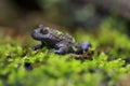 Yellow-bellied toad sitting in some moss Royalty Free Stock Photo