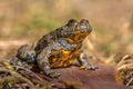 Yellow bellied toad Royalty Free Stock Photo