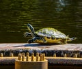 Yellow Bellied Turtle doing Exercises
