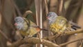 Yellow-bellied Waxbill Couple on Reed