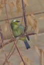 The yellow-bellied white-eye is a species of passerine bird in the white-eye family.