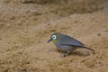 The yellow-bellied white-eye is a species of passerine bird in the white-eye family.