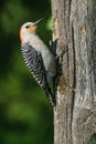 Yellow-bellied Woodpecker on an old tree Royalty Free Stock Photo