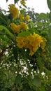 The yellow bells in the morning