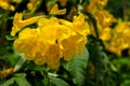 Yellow bells flower or Tecoma stans blooming under sunlight with