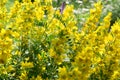 Yellow bells flowers of Lysimachia punctata in summer garden