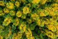 Yellow bells flowers of Lysimachia punctata in summer garden