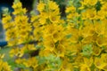 Yellow bells flowers of Lysimachia punctata in summer garden