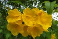 Yellow bells flowers, Tecoma stans, beautiful bright blooming