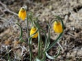 Yellow Bells - Fritillaria pudica Royalty Free Stock Photo