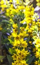 Yellow bells of Lysimachia punctata flowers growing in the garden