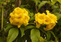 Yellow Bells Tecoma Stans Perennial Shrub, Trumpet Vine Family, Bignoniaceae, Blooming