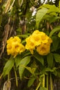 Yellow Bells Tecoma Stans Perennial Shrub, Trumpet Vine Family, Bignoniaceae, Blooming