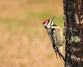 Yellow belly Sapsucker-bird