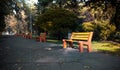 The yellow bench in the park in the alley among the trees