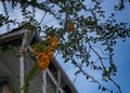 Yellow berries on a branch. Sea buckthorn on a Tbilisi street in winter against the sky. Georgia
