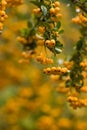Yellow berries in fall on firethorn Royalty Free Stock Photo