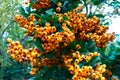 Yellow berries of a Pyracantha (firethorn)