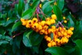 Yellow berries of a Pyracantha (firethorn)
