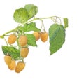 Yellow berries raspberry group with green leaves isolated on white Royalty Free Stock Photo