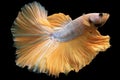 The yellow betta fish on the black background creates a captivating and mesmerizing sight evoking a sense of awe.