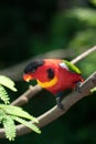 Yellow-Bibbed Lory Royalty Free Stock Photo