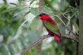 Yellow-bibbed lory, Lorius chlorocercus Royalty Free Stock Photo