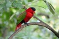Yellow-bibbed lory, Lorius chlorocercus Royalty Free Stock Photo