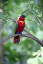 Yellow-bibbed lory, Lorius chlorocercus Royalty Free Stock Photo