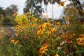 Yellow biden flowers