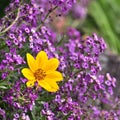 Yellow Biden and Purple Alyssum; Lobularia Maritima.