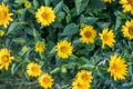 Yellow Bidens aristosa in beautiful spring, Tickseed Sunflower