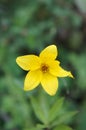 Yellow Bidens flower in a garden Royalty Free Stock Photo